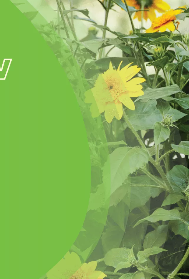 Sunfinity banner
