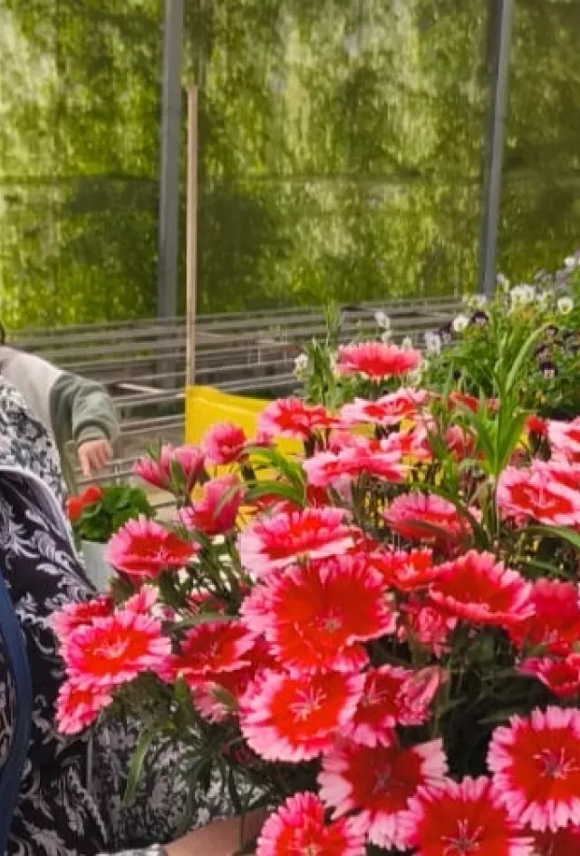 Vietnam grower testimonial banner Dianthus