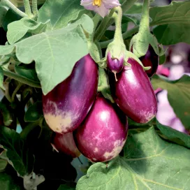 hr_70091867_4.jpg
