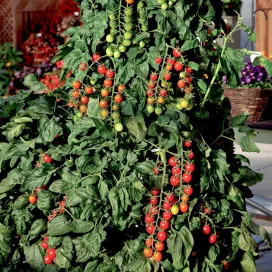 hr_70092276_4.jpg