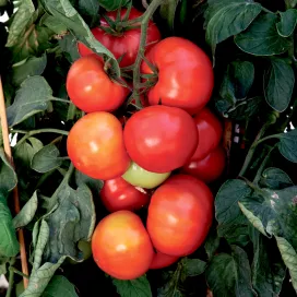 hr_70093990_4.jpg