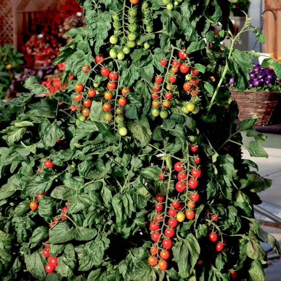 hr_70092276_4.jpg