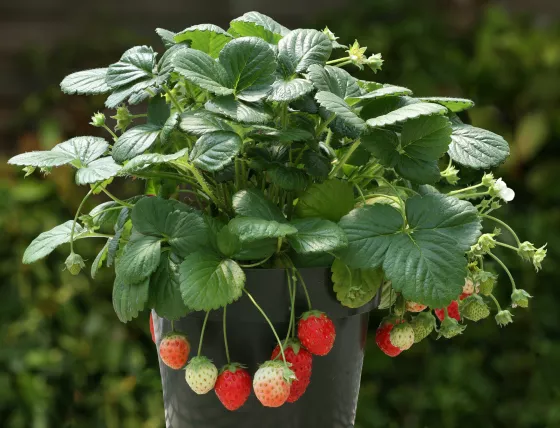 temptation_70106261_1.jpg