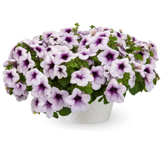 Sanguna Mega Purple Vein