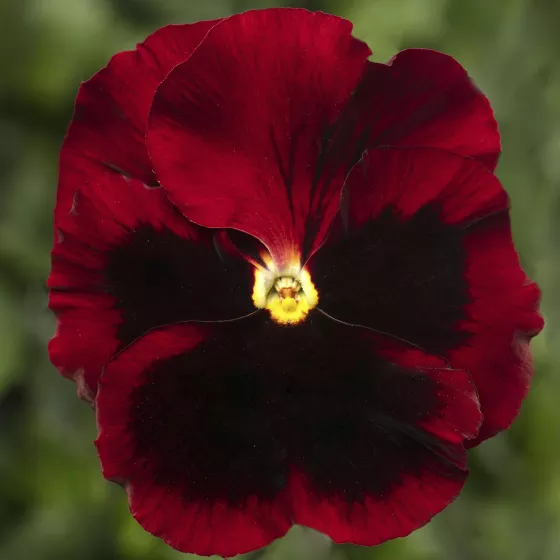 Delta Pro Red with Blotch