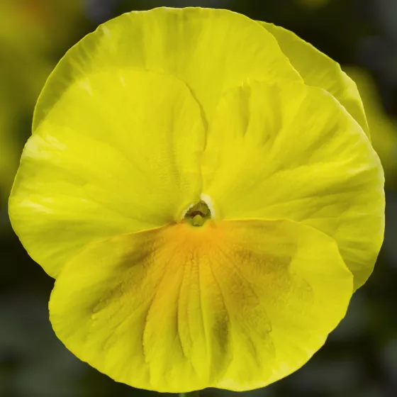 Delta Pro Clear Lemon