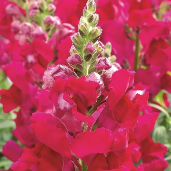 Liberty Classic Scarlet