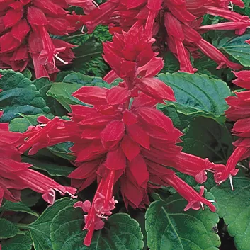 Salsa Burgundy