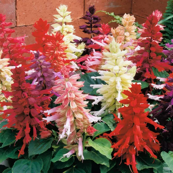 Salsa Mix
