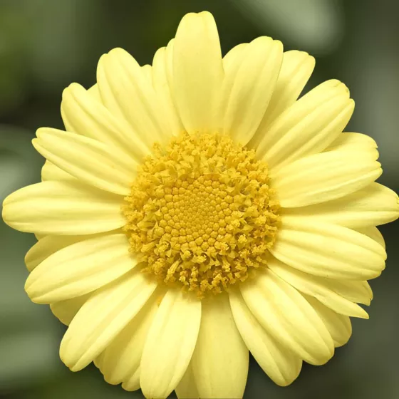 Molimba M Yellow