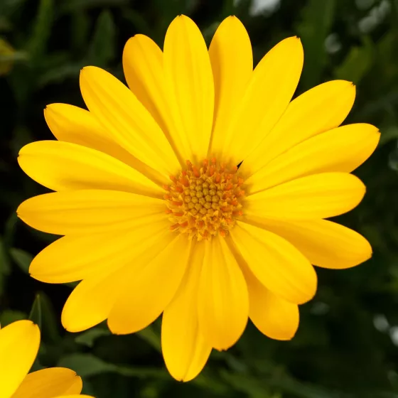 Tradewinds Yellow Imp.