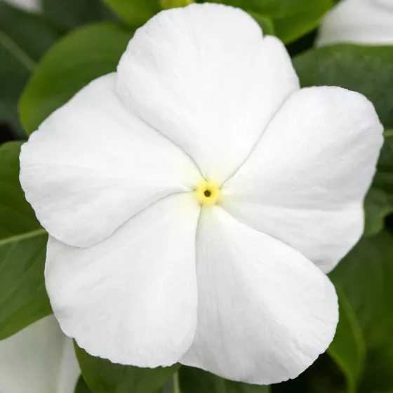 SunJewels White