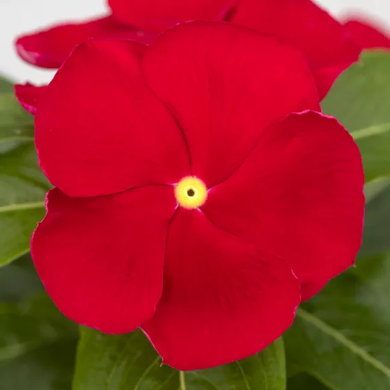 SunJewels Red with Eye