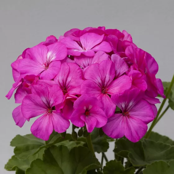 Horizon Neon Rose