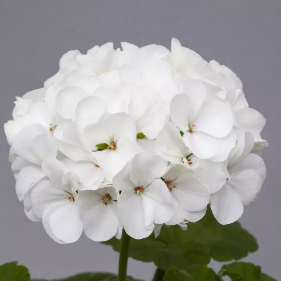 Horizon Pure White