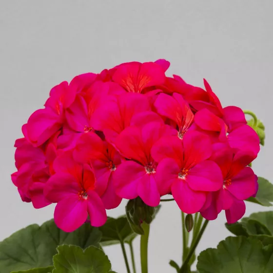 Horizon Violet