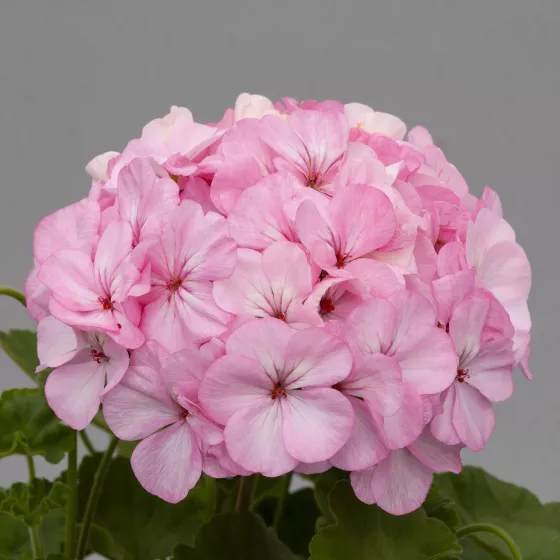 Horizon Appleblossom
