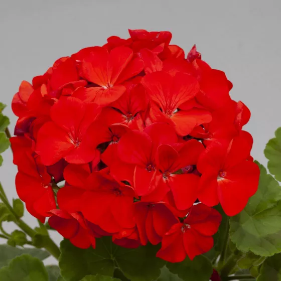 Horizon Red