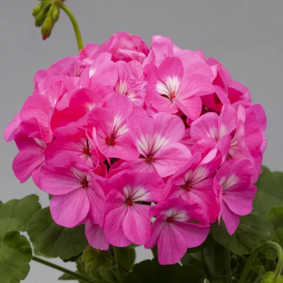 Horizon Rose