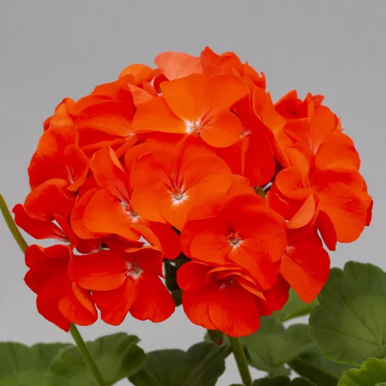 Horizon Orange