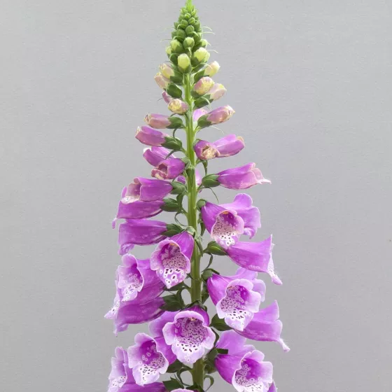 Dottie Purple