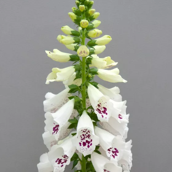 Dottie White