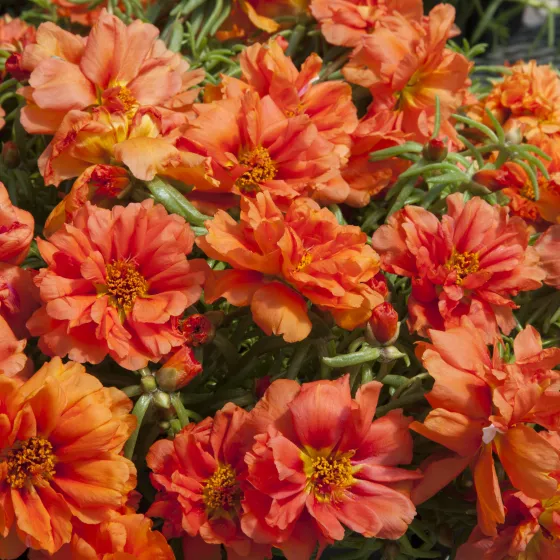 Sun Daze Orange