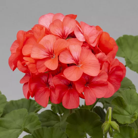 Horizon Coral Spice