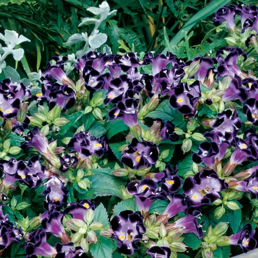 Duchess Deep Blue