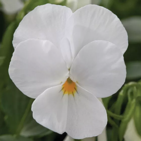 Bel Viso Pure White