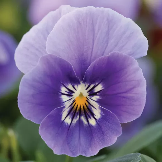 Bel Viso Lavender Beacon
