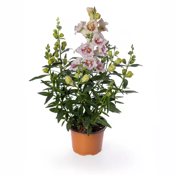 Sweet Duet Lavender Speckle