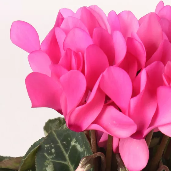 Winfall (F) Light Pink