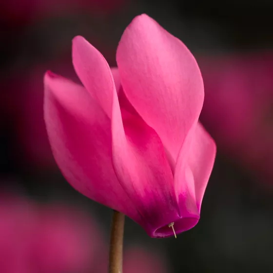 Winfall Rose