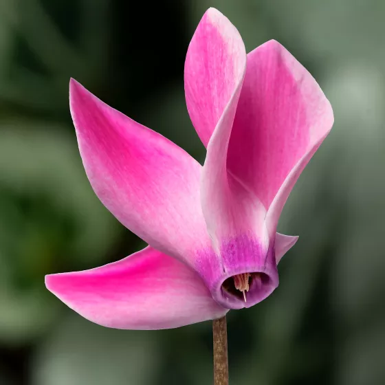 Winfall Pink Flame