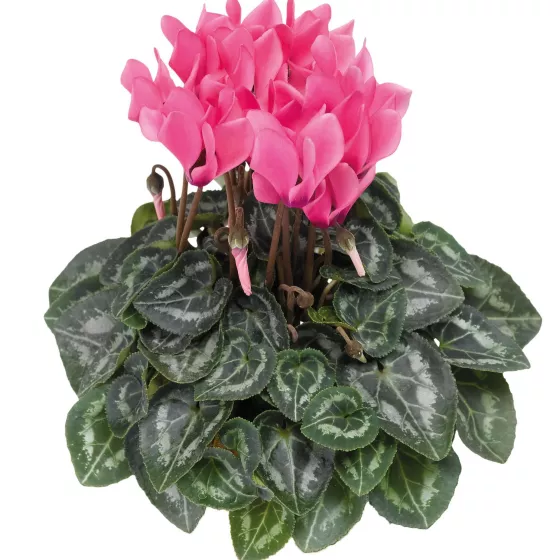 Winfall Rose