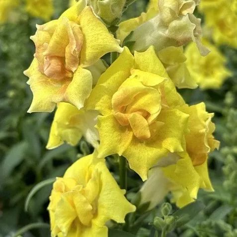 Sweet Duet Bright Yellow