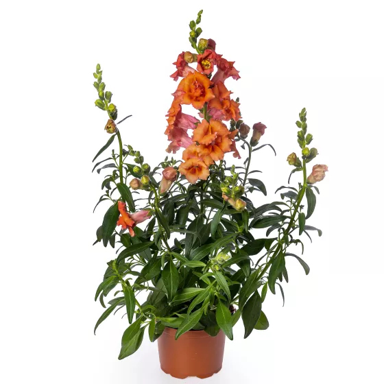 Sweet Duet Deep Orange
