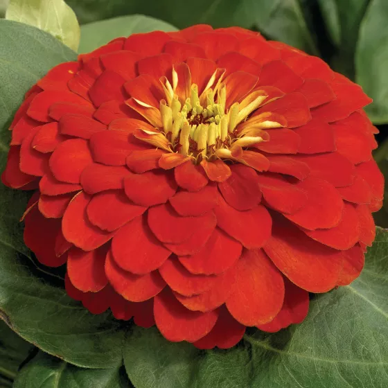 Magellan Scarlet