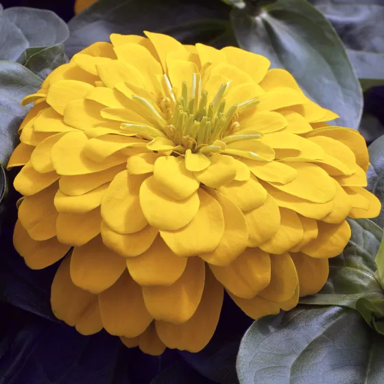 Magellan Yellow