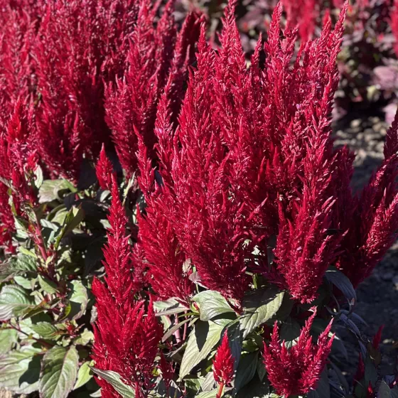 Bright Sparks Burgundy