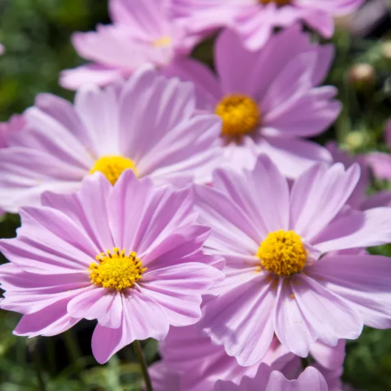 Apollo Pink