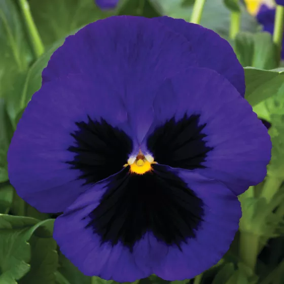 Mammoth Deep Blue Dazzle
