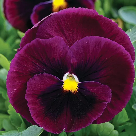 Mammoth Rocky Rose