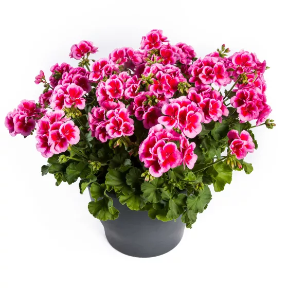 Calliope L Rose Splash