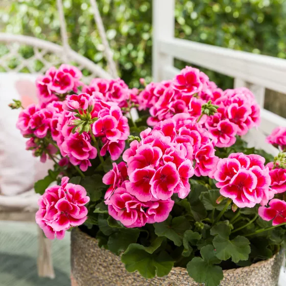 Calliope L Rose Splash