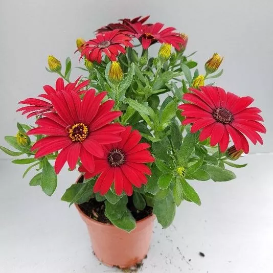 Tradewinds Red