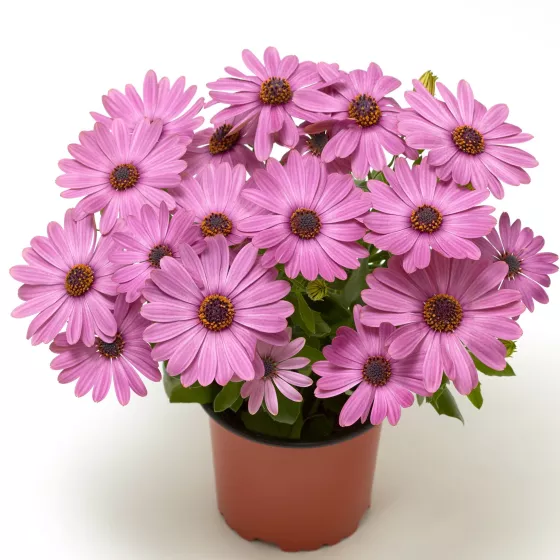 Tradewinds Light Purple