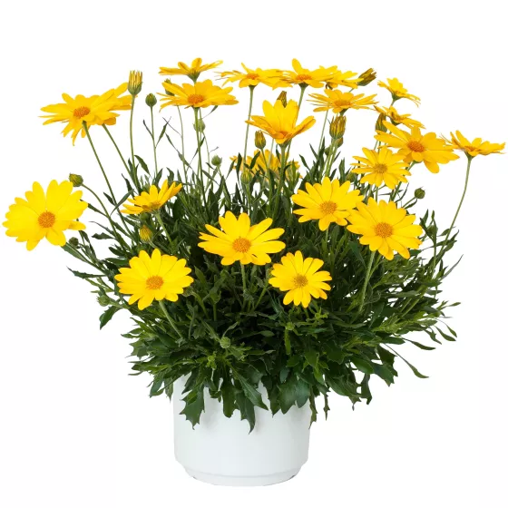 Tradewinds Yellow Imp.