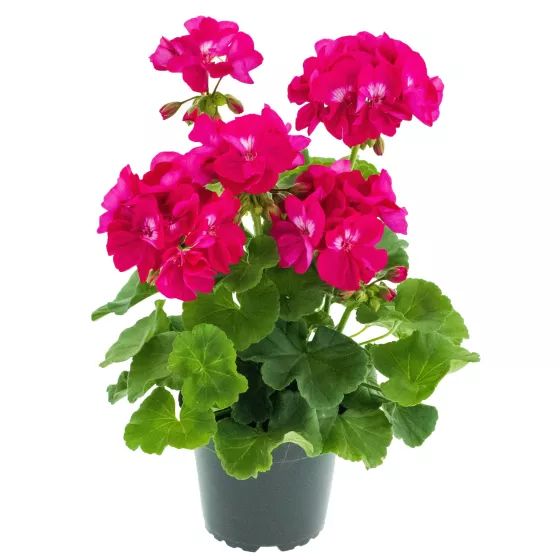 Calliope L Hot Rose